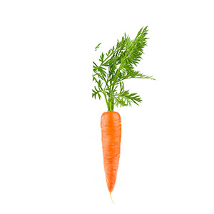 Möhren: Daucus carota