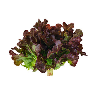 Salat: Eichblattsalat Red Salad Bowl