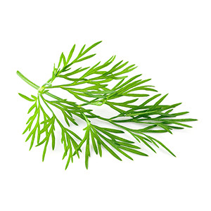 Dill: Goldkrone