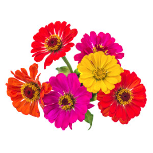 Zinnien: Liliput Mischung