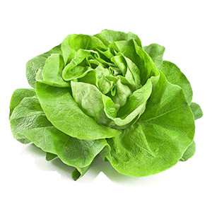 Salat: Eichblattsalat Rubinette