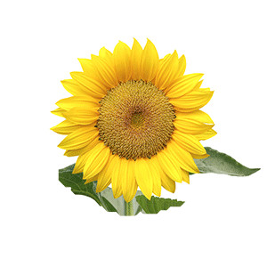 Sonnenblume: Samtkönig