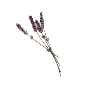 Lavendel: Schopflavendel