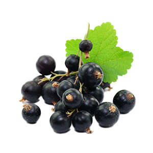 Johannisbeere: Schwarze Johannisbeere