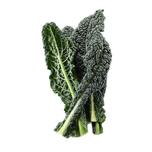 Palmkohl: Toskanischer Palmkohl Cavolo Nero