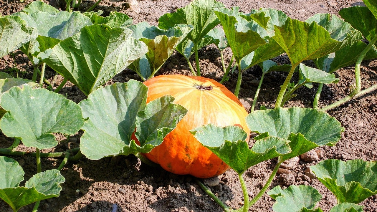 Blog Artikel Banner Bild