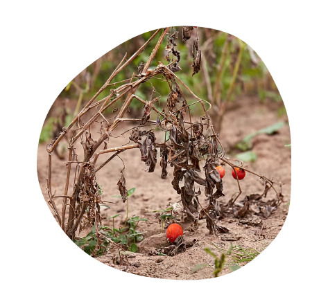 dead tomatoes