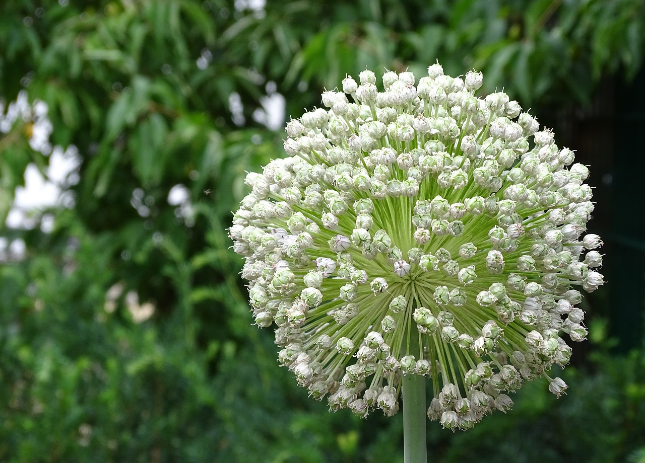 Flowering leek
