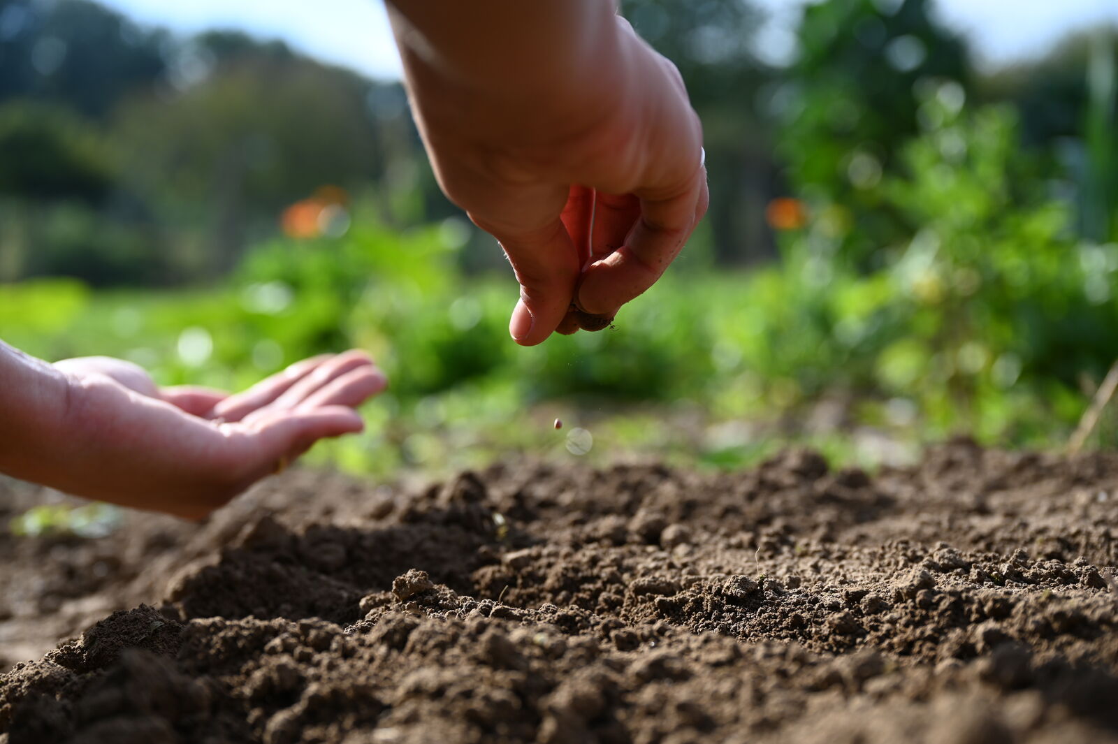 Sowing old seeds