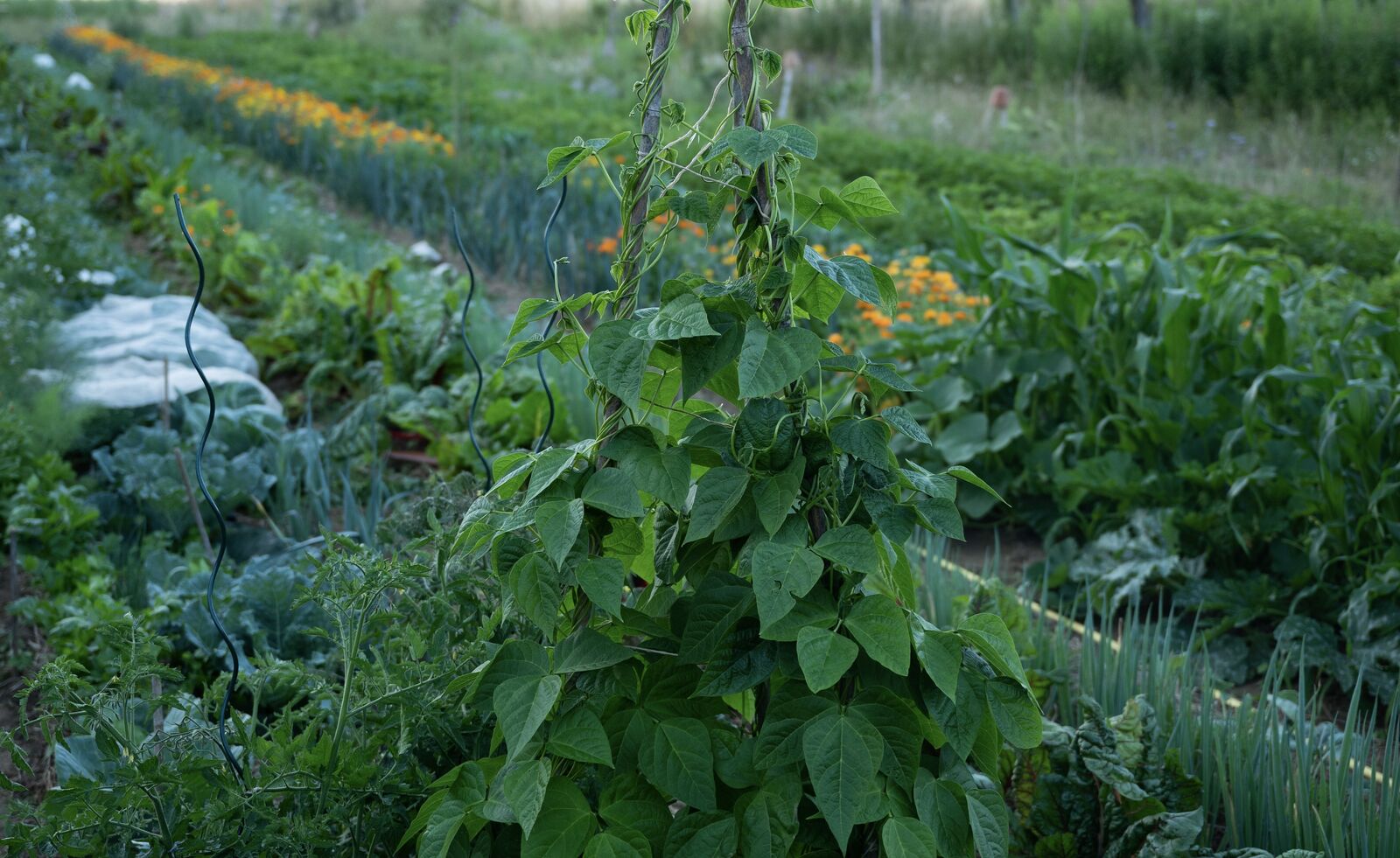 Vielfältiger Garten mit Mischkulturen 