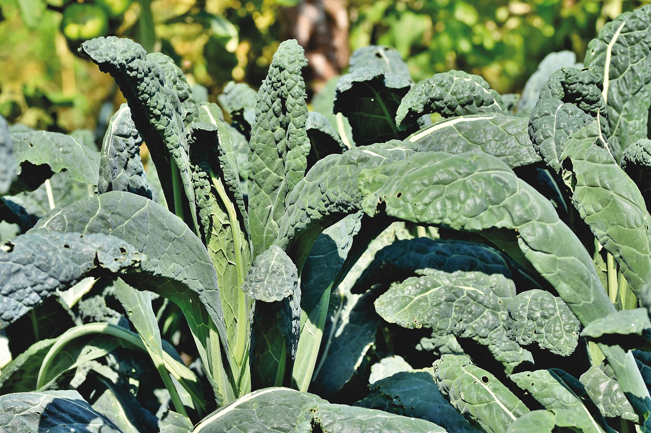 Alte Sorten-Beet im Winter