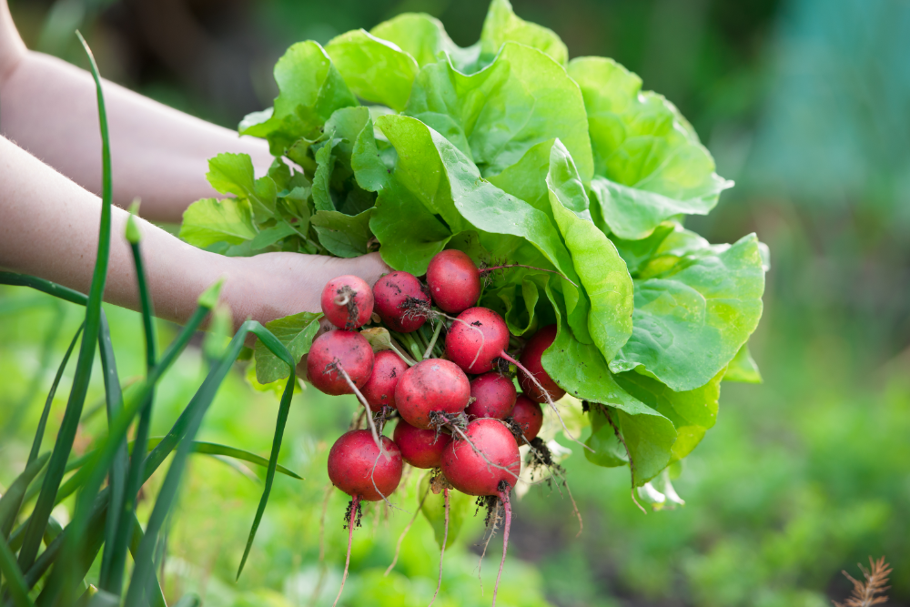 Gemüse anbauen für Anfänger: 5 Tipps