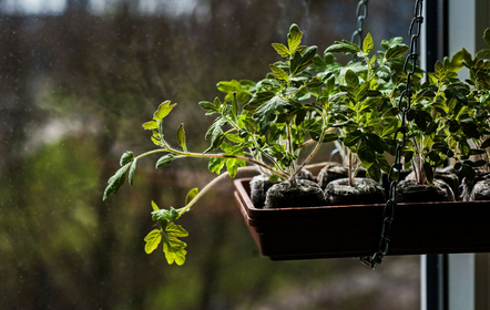 Propagating From Seeds: Growing Vegetable Seedlings