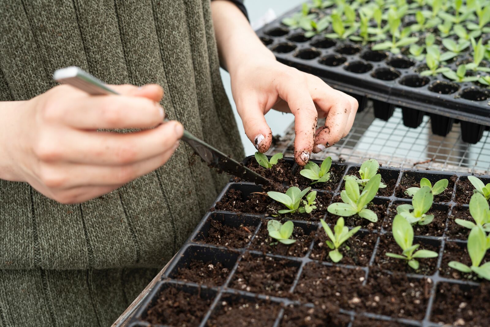 Pricking seedlings