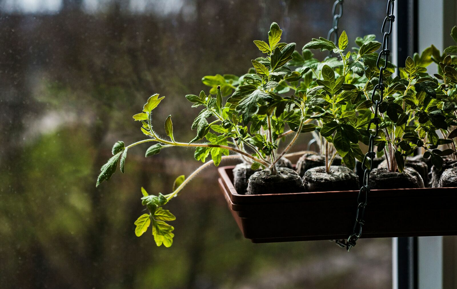 Propagating seedlings: Growing vegetable plants