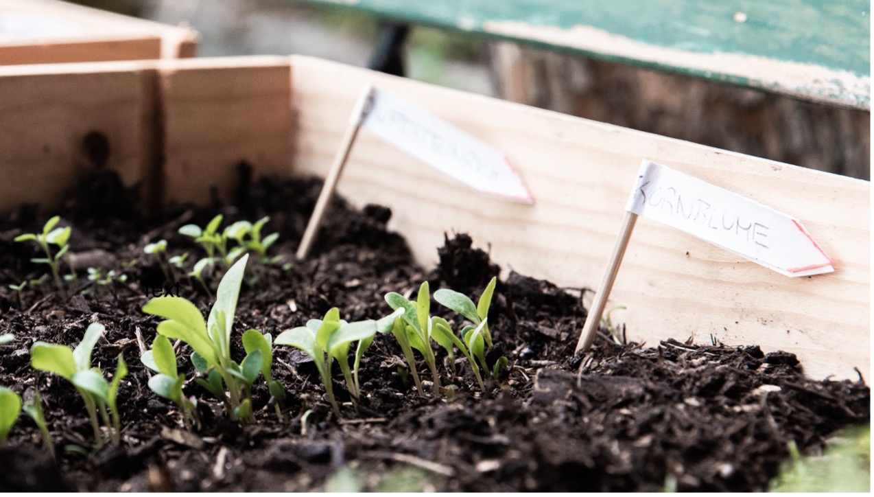 Labeling seeded plants