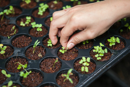Cultivation Pots & Aids for Successful Cultivation