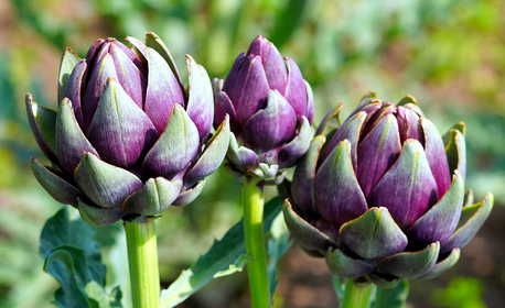 Planting, caring for & harvesting artichokes