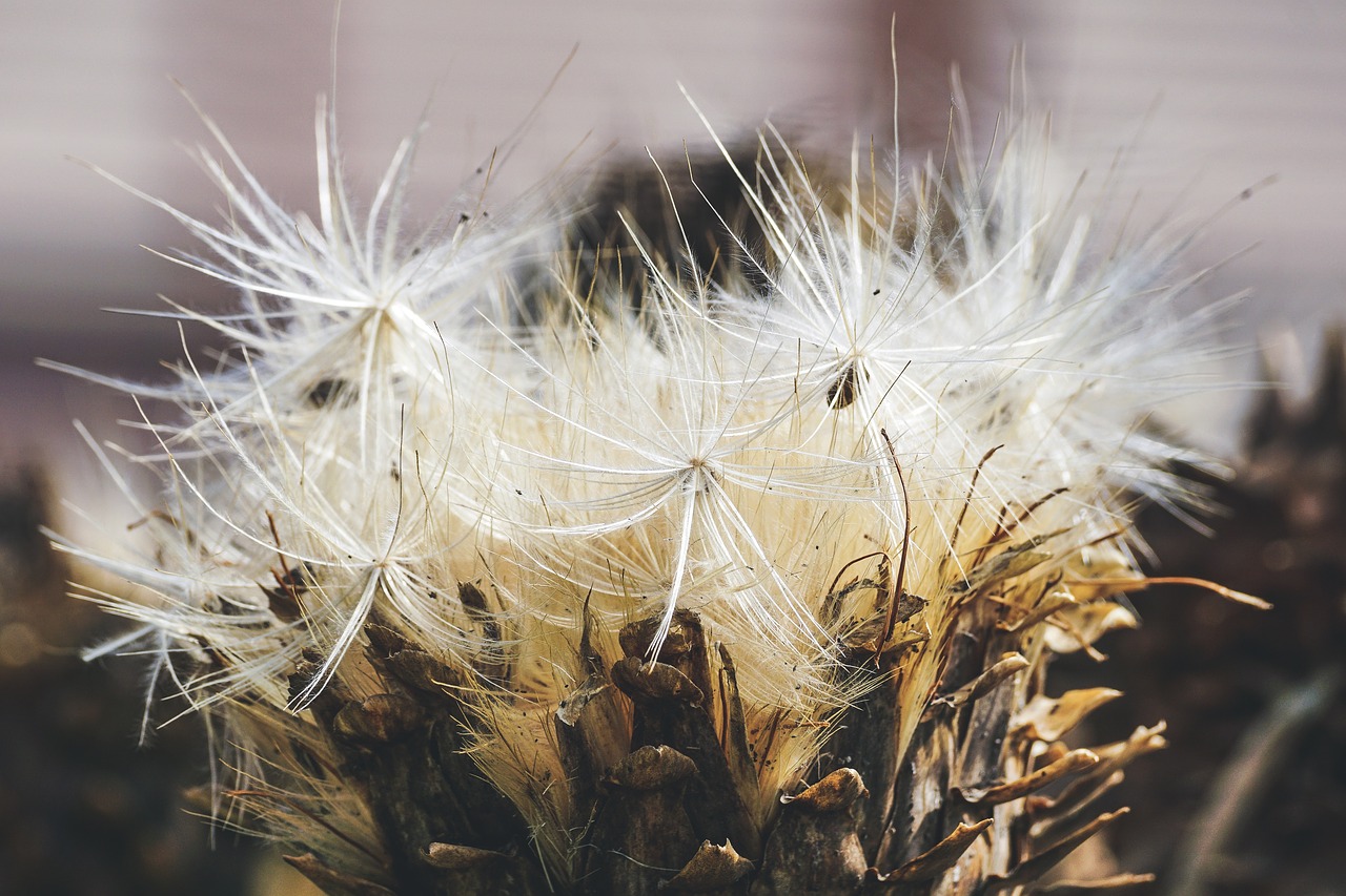 Artichoke seeds