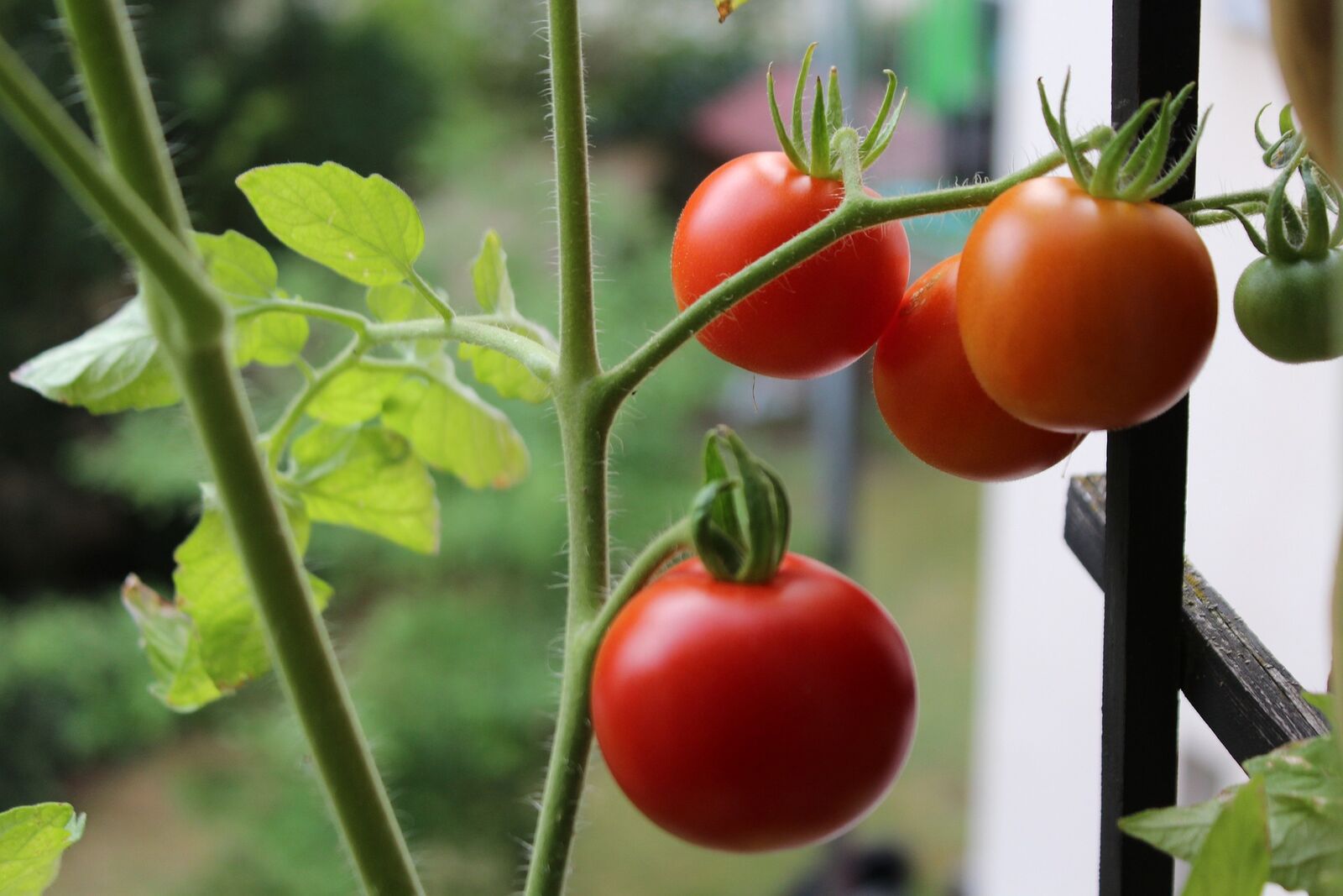 Tomatoes in a pot on the balcony