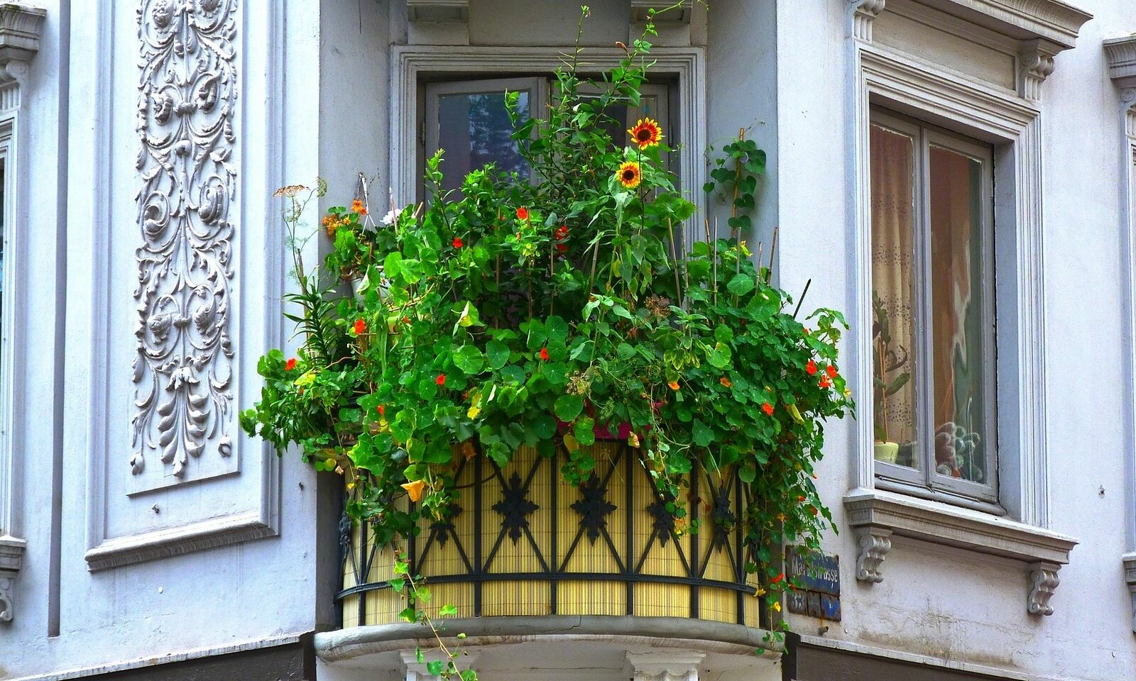 Balcony garden: Ideas for pots, window boxes and raised beds
