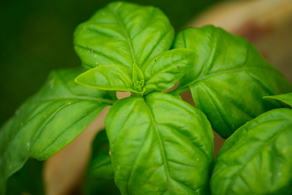 Sowing basil - the right way to do it
