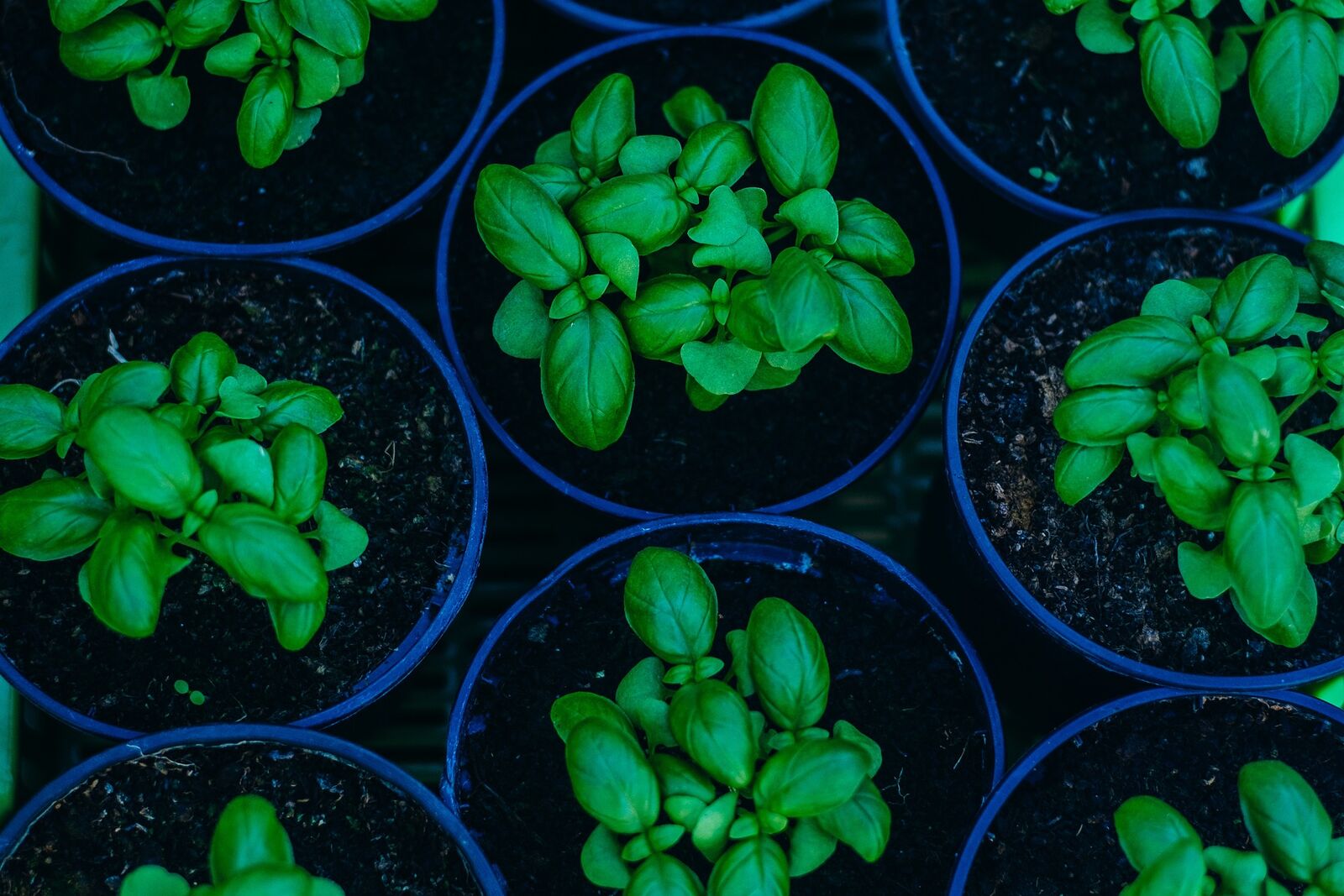 Basil seedlings