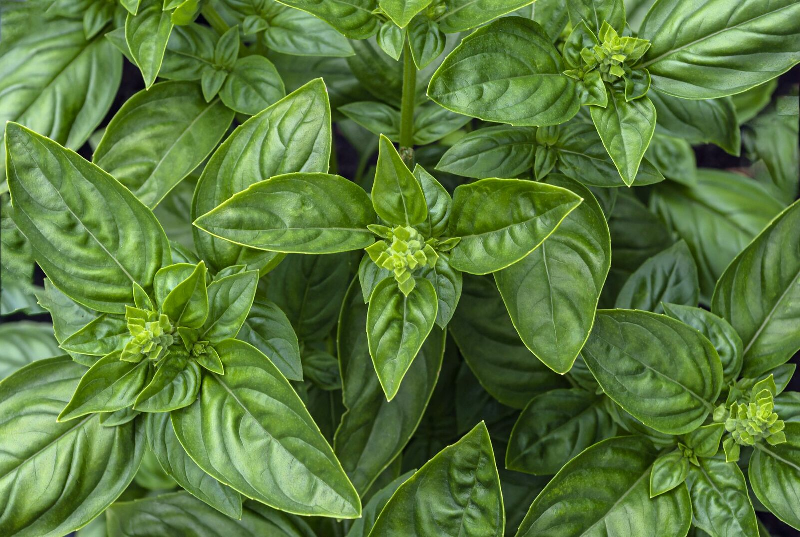 Caring for Basil & How to Repot Basil From the Supermarket