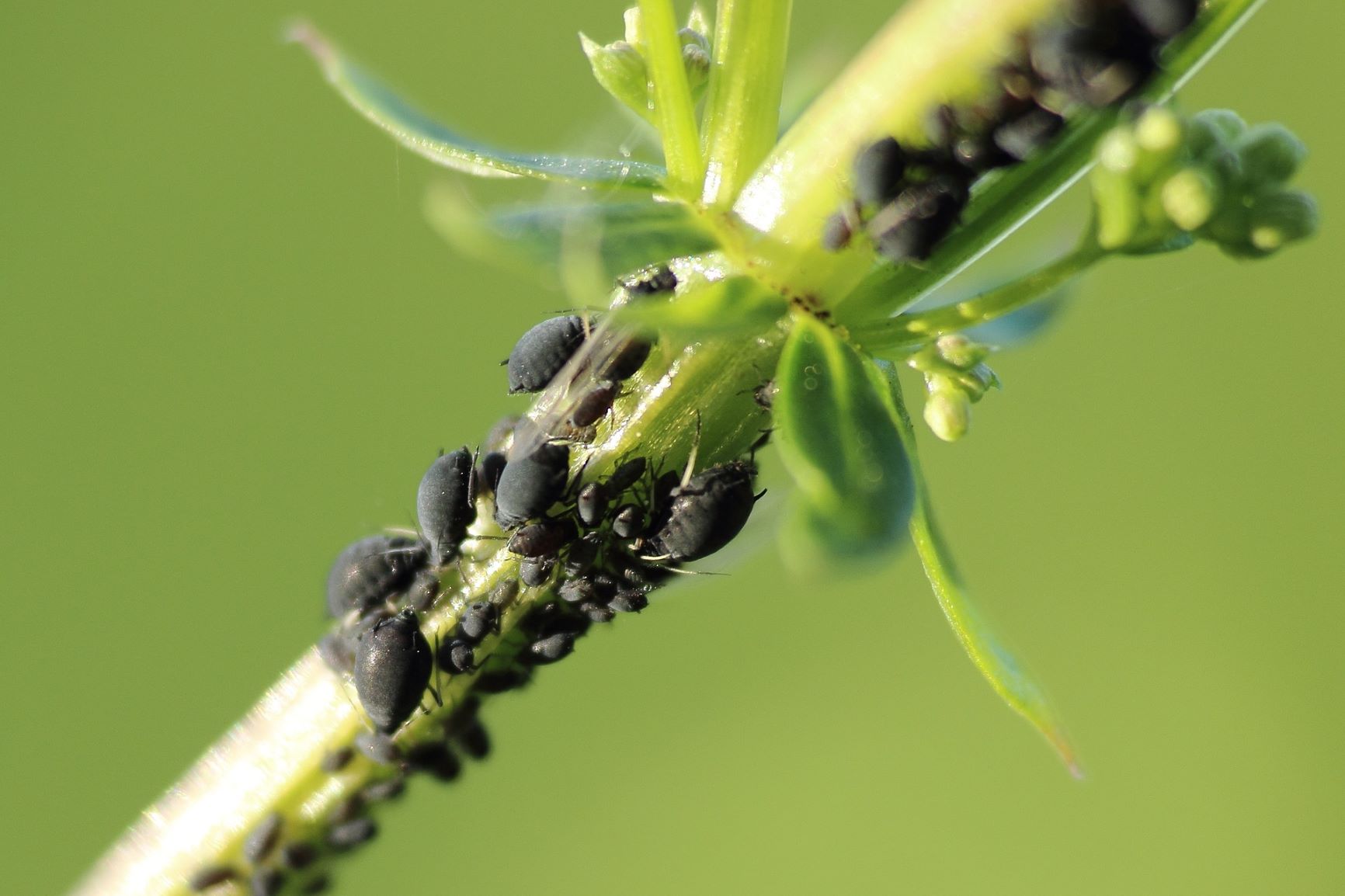 Basil with aphids