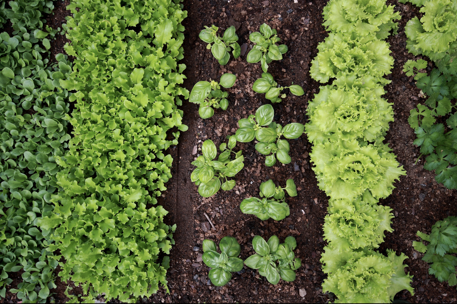 Planting basil in a mixed culture with lettuce