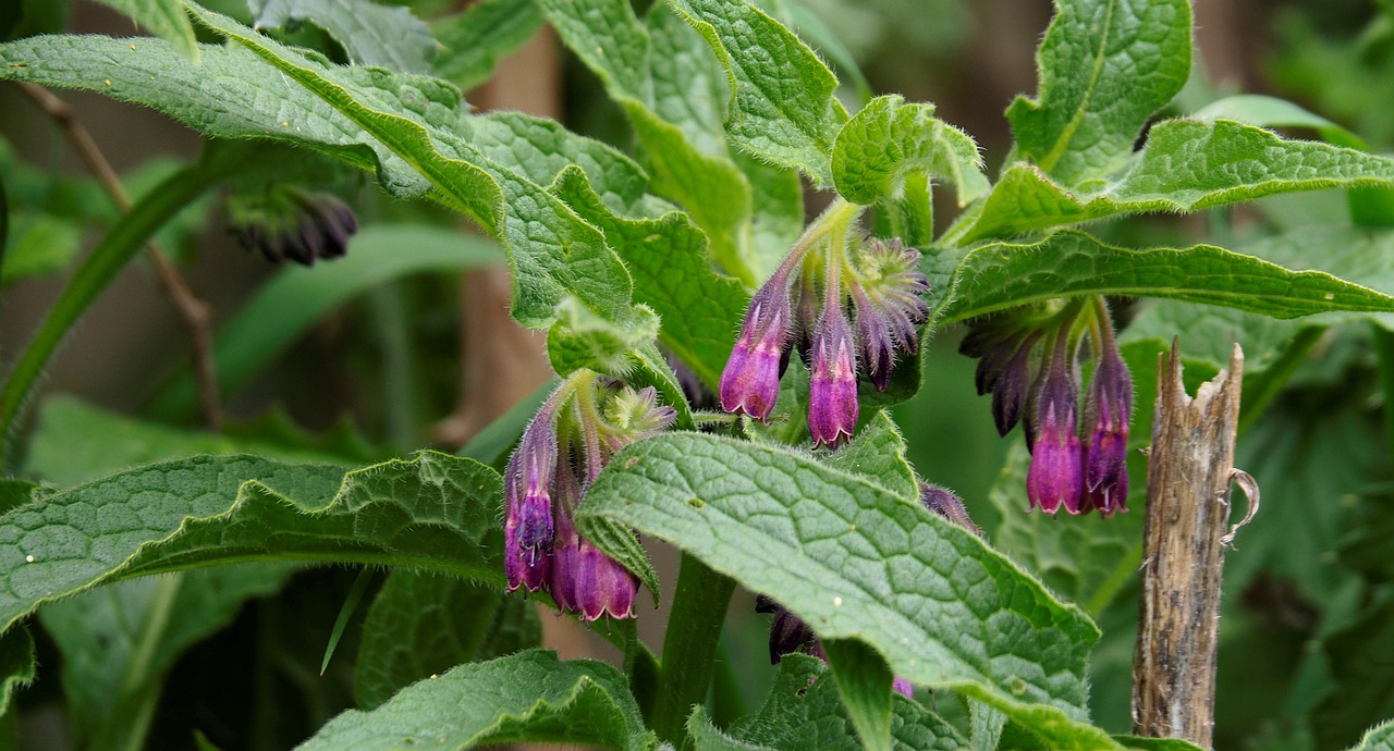 Beinwell-Pflanze mit violetten Blüten