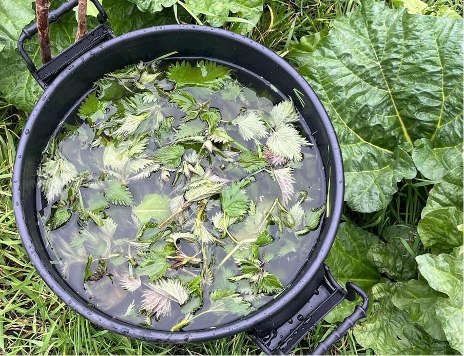 Preparing plant manure: instructions