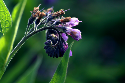 Make your own comfrey ointment: Instructions, effect & application
