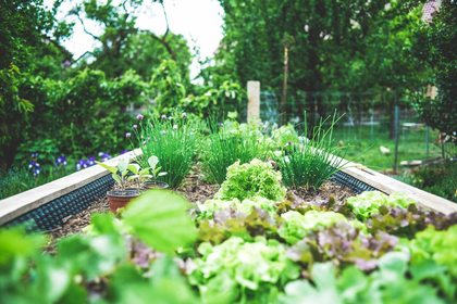 Companion planting: 5 vegetables patch plans for your garden