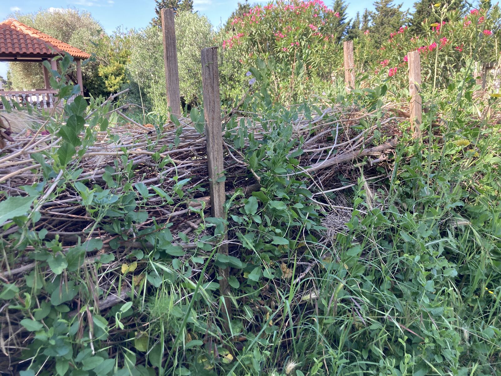 wild Benjes hedge