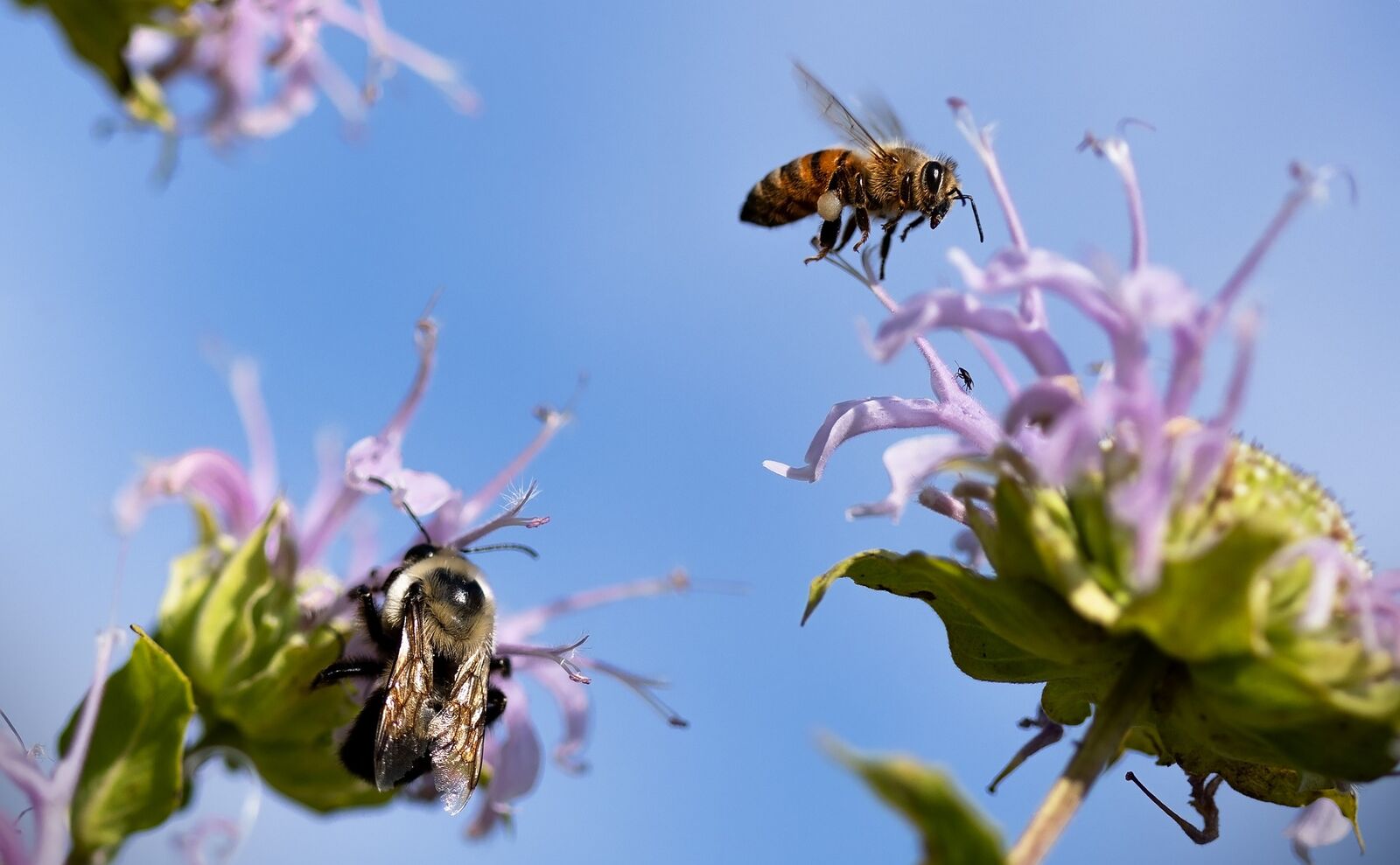 Bees at the field widow flower