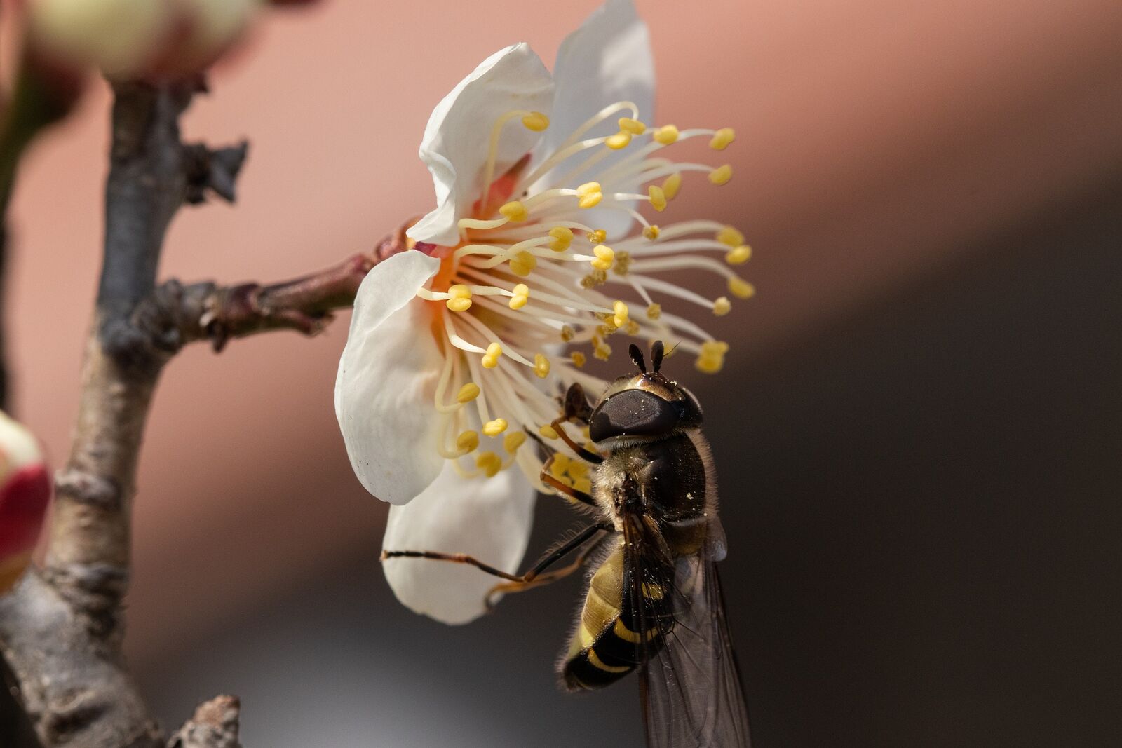 Bee on fruit tree