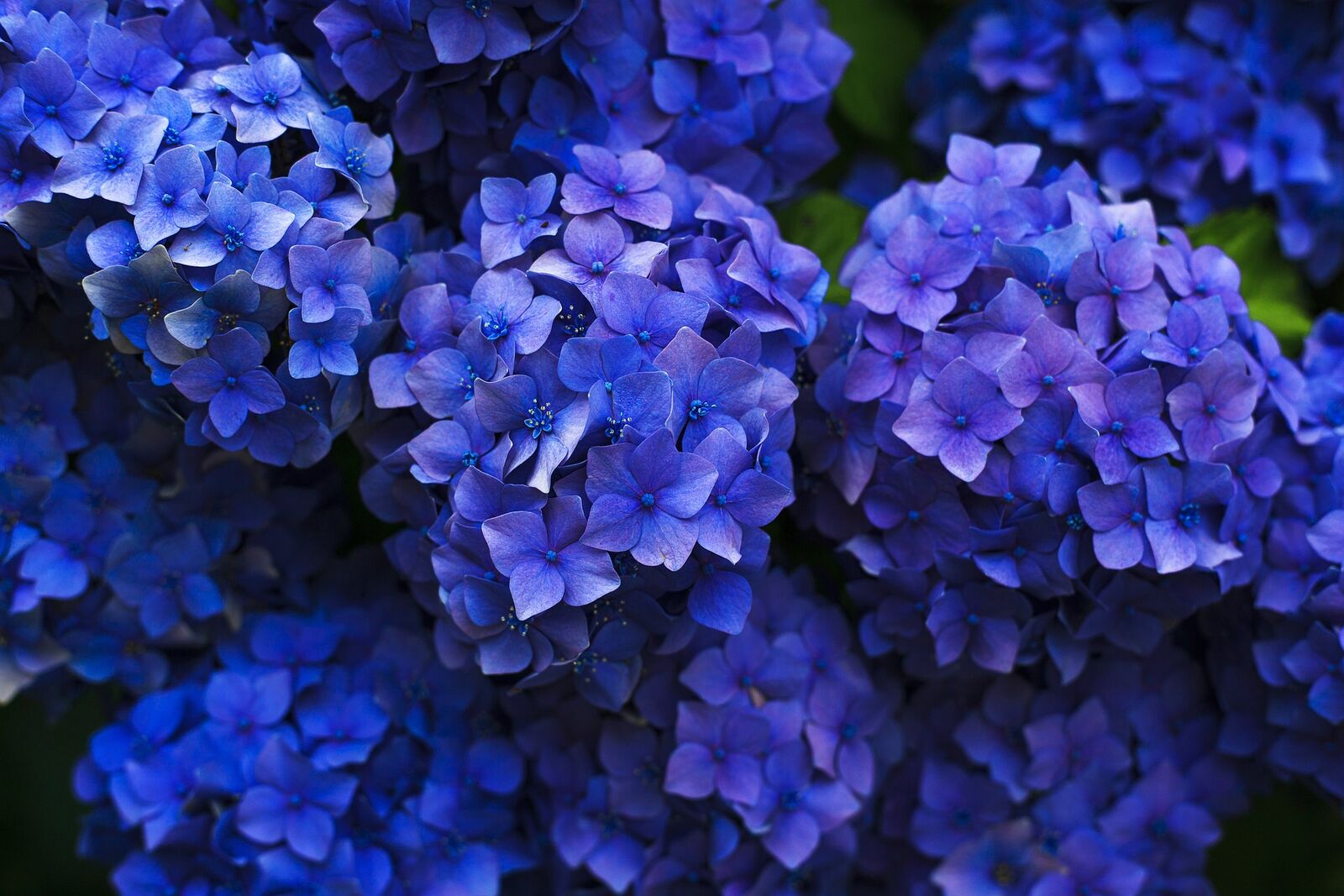 Blaue Hortensie im Garten