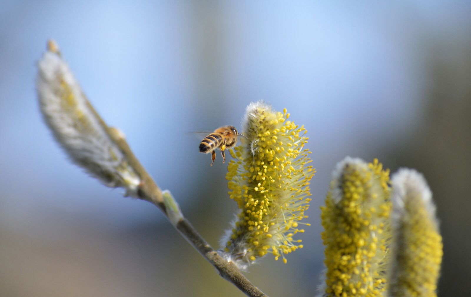 Bee on a willow catkin