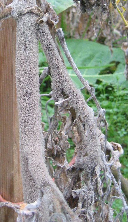 Botrytis-infested tomato