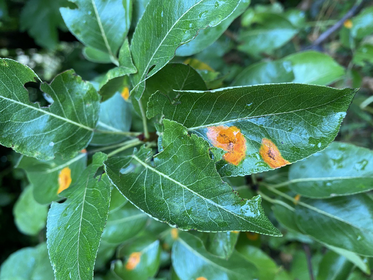 Determine leaf diseases: damage patterns on diseased leaves