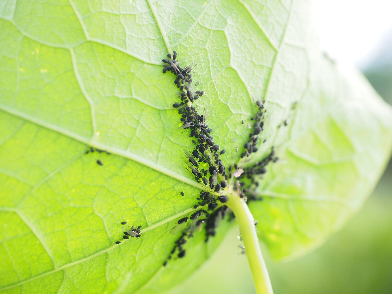 Aphids on plants