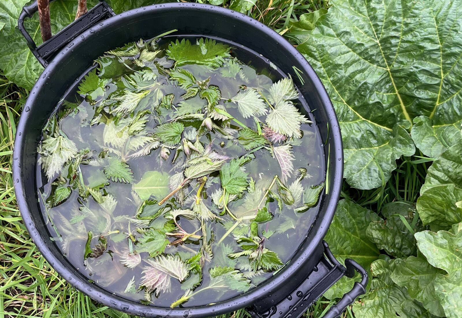 Nettle slurry against aphids