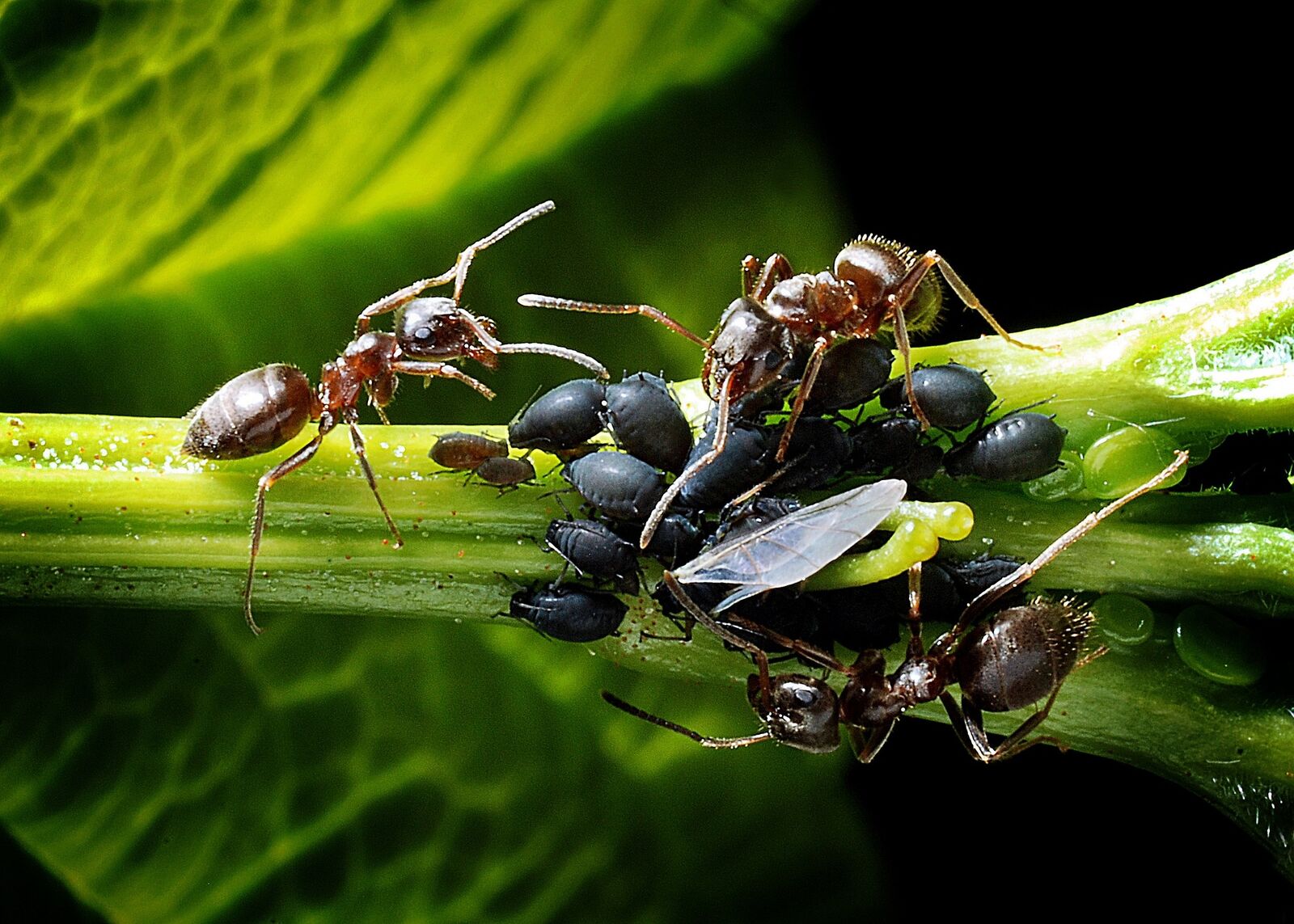 Ants and aphids