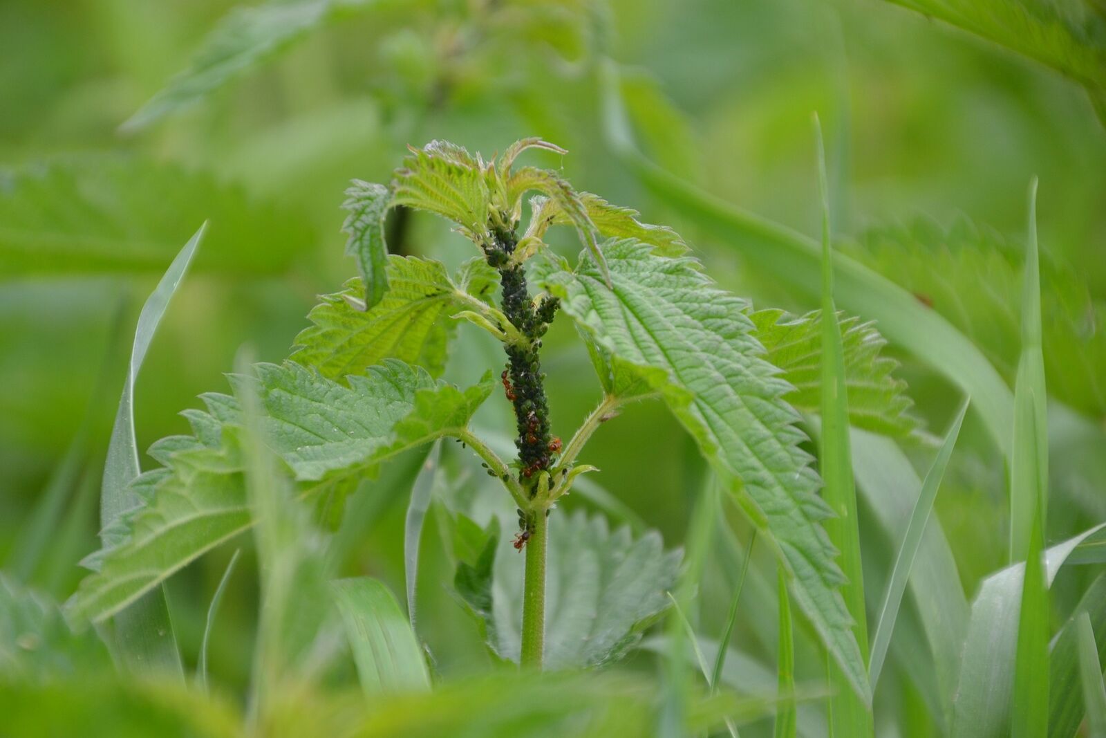 Aphids on plants in the garden