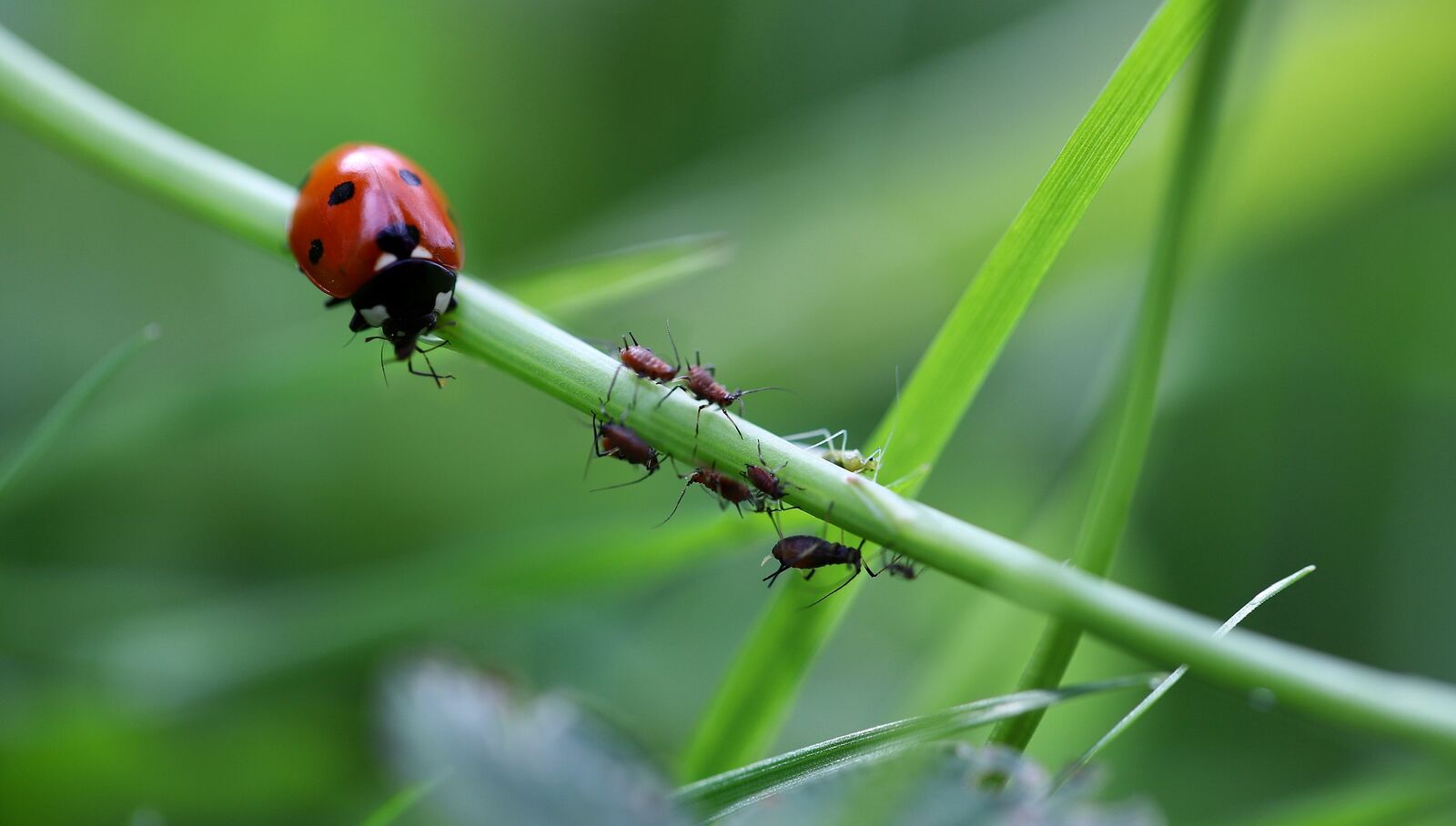 Nützlinge gegen Blattläuse: der Marienkäfer