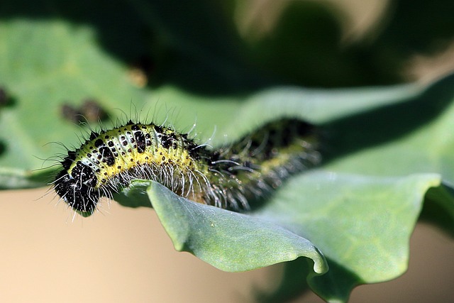 Caterpillars of the cabbage white butterfly are pests