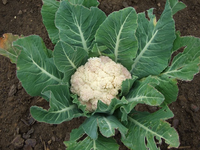 Growing cauliflower in the garden