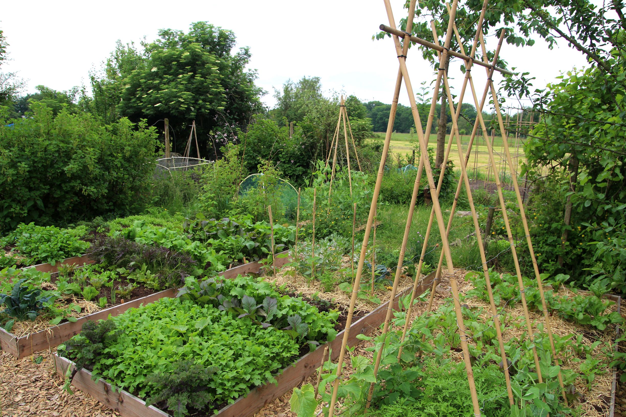 Bunter Mischkultur-Garten mit Bohnen und Rankhilfe