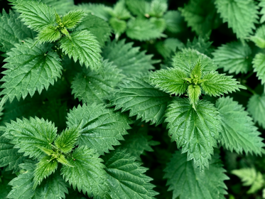 Making nettle slurry: Instructions and application